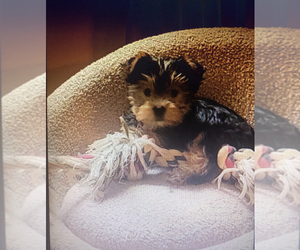 Yorkshire Terrier Puppy for sale in ALTA, CA, USA