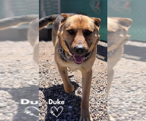 German Shepherd Dog-Unknown Mix Dogs for adoption in Monte Vista, CO, USA