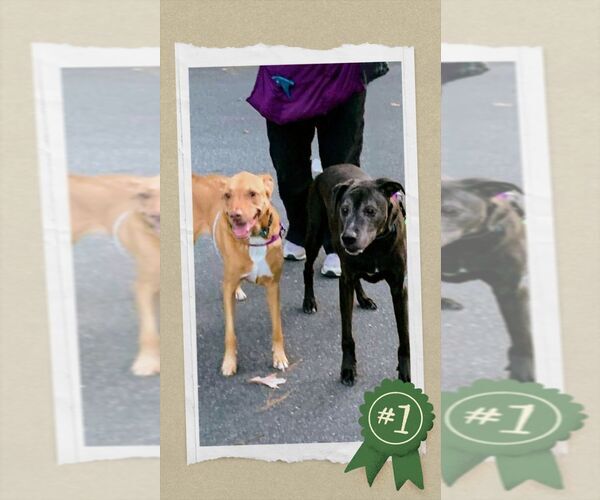 Medium Photo #4 Mutt Puppy For Sale in columbia, SC, USA