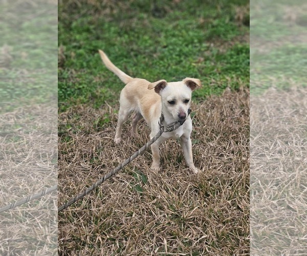 Medium Photo #6 Chihuahua-Unknown Mix Puppy For Sale in Wakefield, RI, USA