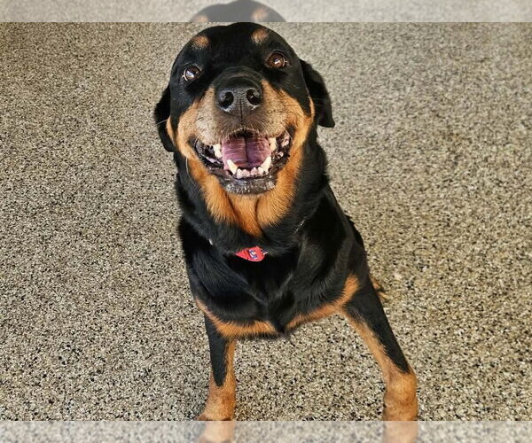 Medium Photo #4 Rottweiler Puppy For Sale in Mooresville, NC, USA