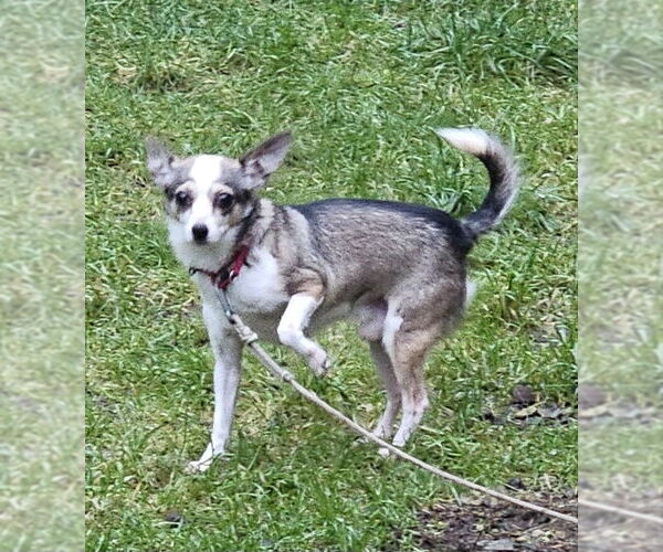 Medium Photo #1 Chihuahua-Unknown Mix Puppy For Sale in Olalla, WA, USA