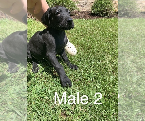 Medium Photo #4 Great Dane Puppy For Sale in PULASKI, MS, USA