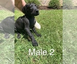 Small Photo #4 Great Dane Puppy For Sale in PULASKI, MS, USA