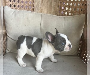 French Bulldog Puppy for Sale in ARDMORE, Oklahoma USA