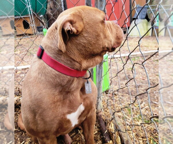 Medium Photo #4 American Bulldog Puppy For Sale in Westminster, MD, USA