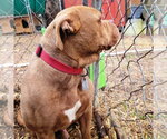 Small #3 American Bulldog