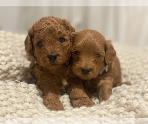 Goldendoodle (Miniature) Puppy for sale in VACAVILLE, CA, USA