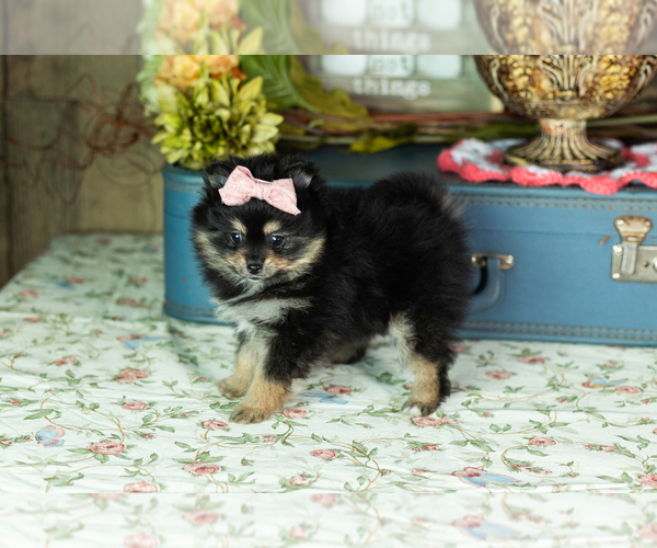 Medium Photo #1 Pomeranian Puppy For Sale in NAPPANEE, IN, USA
