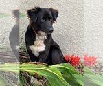 Small Photo #1 Borador Puppy For Sale in Valrico, FL, USA