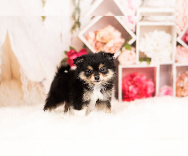 Medium Photo #6 Pom-A-Poo Puppy For Sale in WARSAW, IN, USA