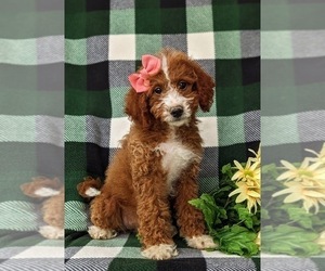 Goldendoodle (Miniature) Puppy for sale in GLEN ROCK, PA, USA