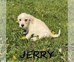 Small #1 Schnoodle (Miniature)
