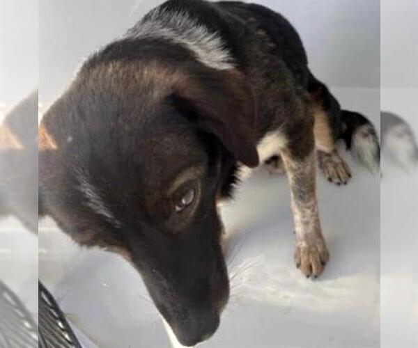 Medium Photo #1 German Shepherd Dog-Unknown Mix Puppy For Sale in Houston, TX, USA