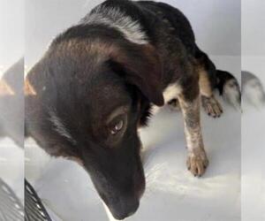 German Shepherd Dog-Unknown Mix Dogs for adoption in Houston, TX, USA