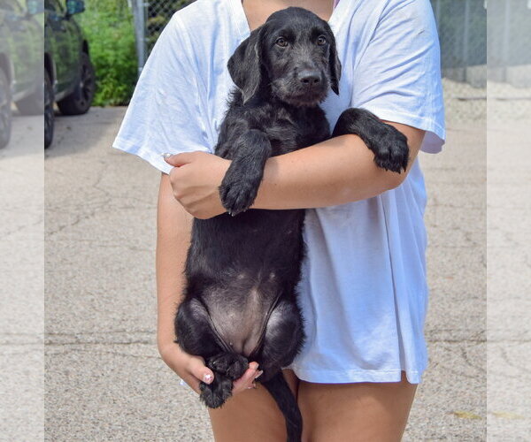 Medium Photo #4 Irish Wolfhound-Unknown Mix Puppy For Sale in Huntley, IL, USA