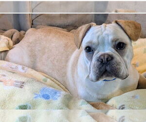 French Bulldog Dogs for adoption in Bon Carbo, CO, USA