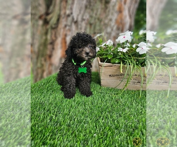 Medium Photo #2 Poodle (Toy) Puppy For Sale in INDIANAPOLIS, IN, USA