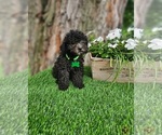 Small #1 Poodle (Toy)