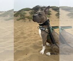Small Photo #4 American Pit Bull Terrier-American Staffordshire Terrier Mix Puppy For Sale in Pacifica, CA, USA