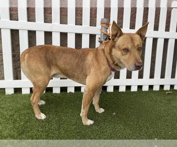 Medium Photo #1 German Shepherd Dog-Unknown Mix Puppy For Sale in Modesto, CA, USA