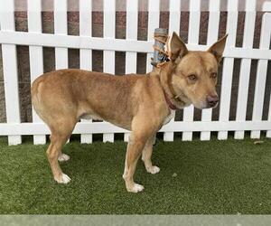 German Shepherd Dog-Unknown Mix Dogs for adoption in Modesto, CA, USA