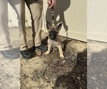 Puppy Grey German Malinois