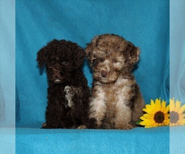 Medium Photo #5 Poodle (Miniature) Puppy For Sale in CHRISTIANA, PA, USA