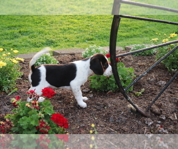 Medium Photo #3 Beagle Puppy For Sale in SHILOH, OH, USA