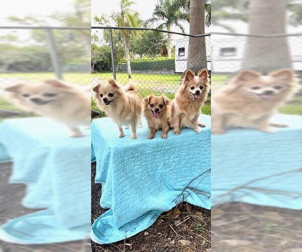 Medium Photo #3 Shiranian Puppy For Sale in Weston, FL, USA