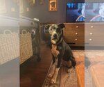Small #6 Labrador Retriever Mix
