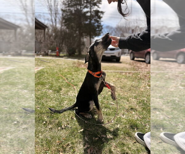 Medium Photo #8 Labrenees Puppy For Sale in Oak Bluffs, MA, USA