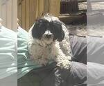 Small Photo #1 Schnoodle (Miniature) Puppy For Sale in DUNNELLON, FL, USA