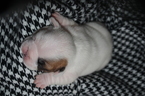 Small Photo #4 French Bulldog Puppy For Sale in GAINESVILLE, GA, USA