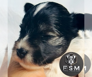 Schnauzer (Miniature) Puppy for sale in KISSIMMEE, FL, USA