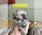 Puppy Yellow Daniff-Neapolitan Mastiff Mix