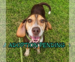 Beagle Dogs for adoption in Dunnellon, FL, USA