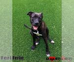 Small Photo #12 Mutt Puppy For Sale in Maryville, TN, USA