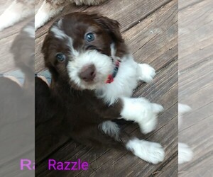 Aussiedoodle Puppy for sale in MARION, TX, USA