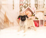 Small Photo #5 Pug Puppy For Sale in WARSAW, IN, USA