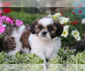 Medium Shih Tzu