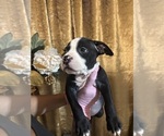 Small #4 American Bully