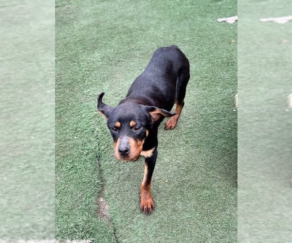 Medium Photo #4 Rottweiler Puppy For Sale in garner, NC, USA