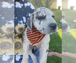 Puppy Moose Daniff-Neapolitan Mastiff Mix