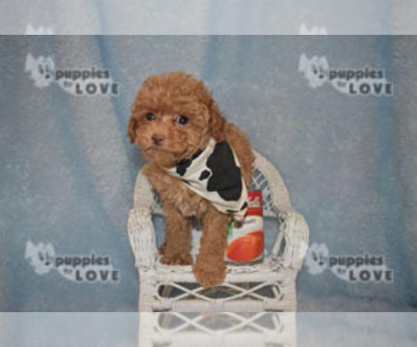 Medium Photo #7 Poodle (Toy) Puppy For Sale in SANGER, TX, USA
