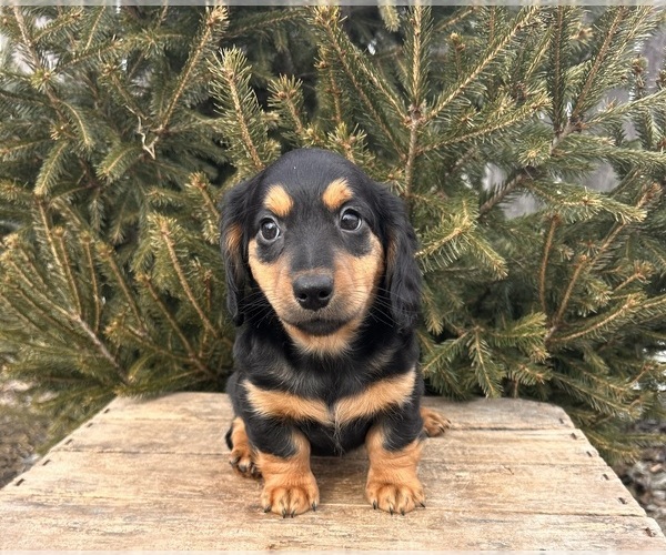 Medium Photo #3 Dachshund Puppy For Sale in MIDDLEBURY, IN, USA
