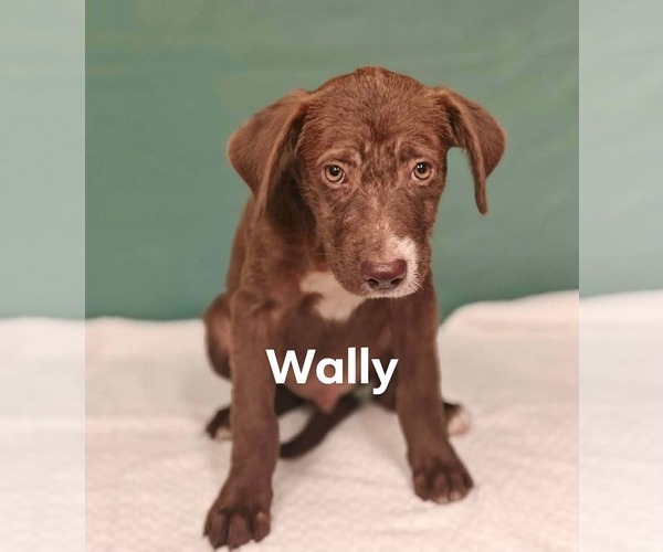 Medium Photo #2 Labrador Retriever-Unknown Mix Puppy For Sale in Royal Palm Beach, FL, USA