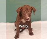 Small #1 Labrador Retriever Mix