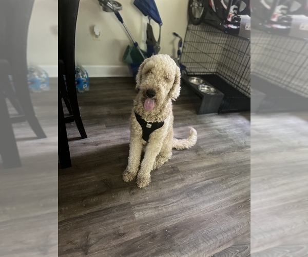 Medium Photo #1 Goldendoodle Puppy For Sale in SEVERN, MD, USA