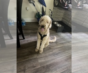Goldendoodle Puppy for sale in SEVERN, MD, USA